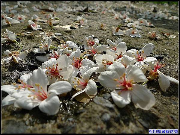 五月粉墨登場的桐花.jpg 五月粉墨登場的桐花.jpg