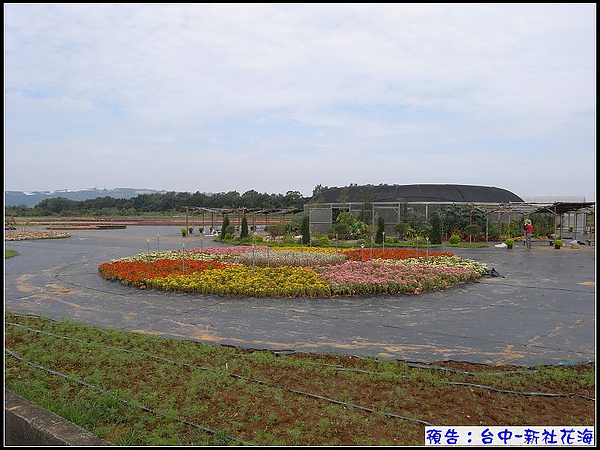 1016-1107為期四週的新社花海.jpg 1016-1107為期四週的新社花海.jpg