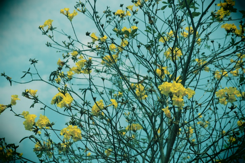 黃花風鈴木03.jpg 黃花風鈴木03.jpg