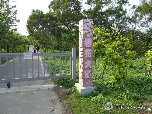 青青草原-櫻花大道 青青草原-櫻花大道