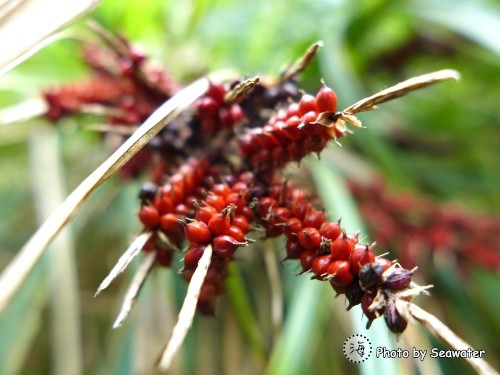 紅果薹 紅果薹