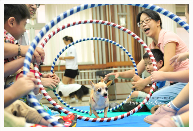 台灣狗醫生-圓圓1.jpg