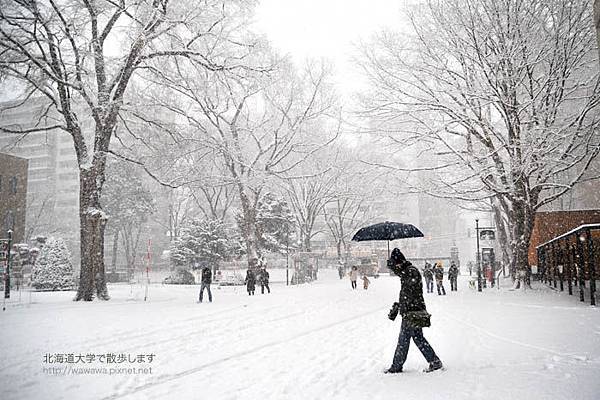 北海道大學雪中散步