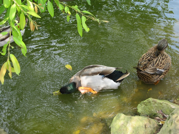 IMG_0103.JPG IMG_0103.JPG