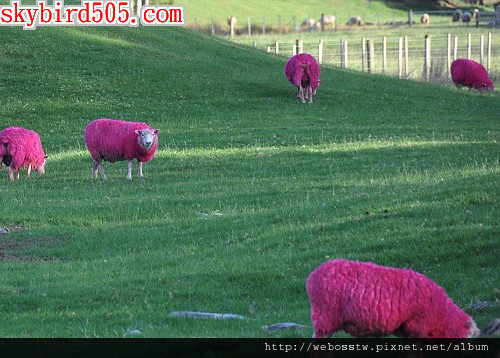 紐西蘭牧場 粉紅色綿羊3