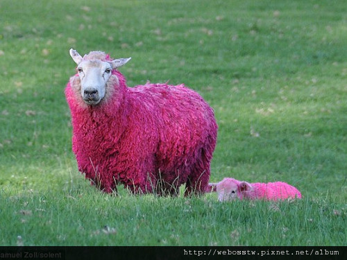 紐西蘭牧場 粉紅色綿羊2