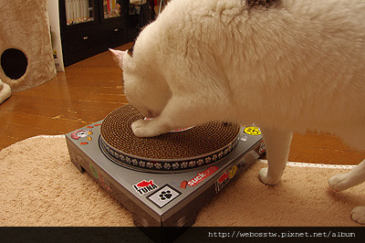 「唱盤貓抓板」大受歡迎　日本人氣貓家族變DJ2