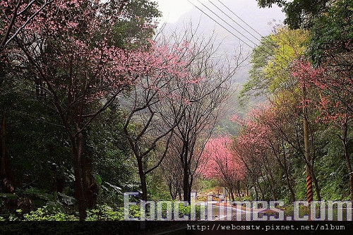 三芝櫻木花道2 三芝櫻木花道2