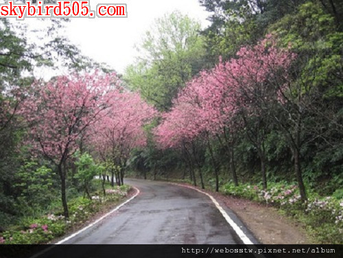 三芝櫻木花道3