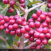 司主任家的有機咖啡