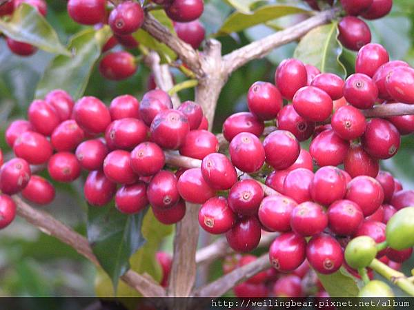 司主任家的有機咖啡