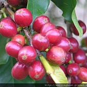 主任家的有機咖啡