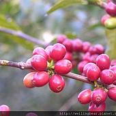 司主任家的有機咖啡