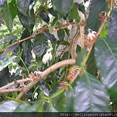 主任家的有機咖啡