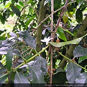 主任家的有機咖啡