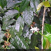 主任家的有機咖啡