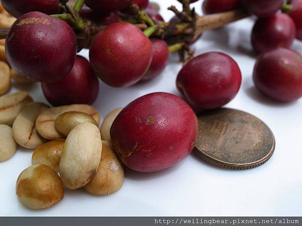 司主任家的有機咖啡