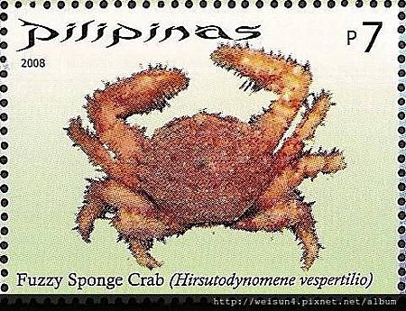 02-01_C1184_01_貝綿蟹科_蝙蝠粗毛貝綿蟹 02-01_C1184_01_貝綿蟹科_蝙蝠粗毛貝綿蟹