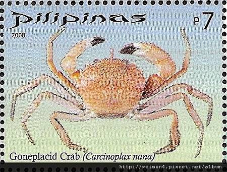 15-01_C1184-02_長腳蟹科_微型隆背蟹 15-01_C1184-02_長腳蟹科_微型隆背蟹