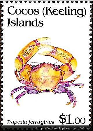 30-04_C0227-03_梯形蟹科_鐵銹梯形蟹 30-04_C0227-03_梯形蟹科_鐵銹梯形蟹