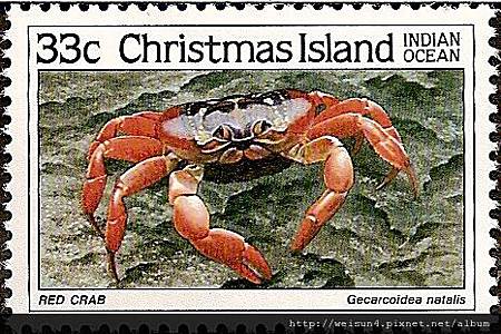 32-37_C0172-02_地蟹科_聖誕島地蟹 32-37_C0172-02_地蟹科_聖誕島地蟹