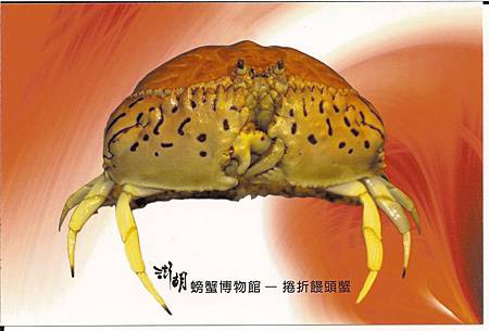 C0485_明信片_澎湖螃蟹博物館_捲折饅頭蟹 C0485_明信片_澎湖螃蟹博物館_捲折饅頭蟹