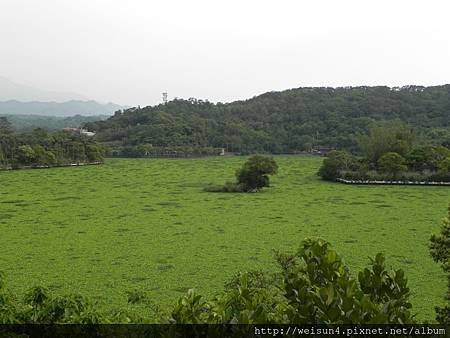 DSCN7779_大埔水庫+布袋蓮+水芙蓉