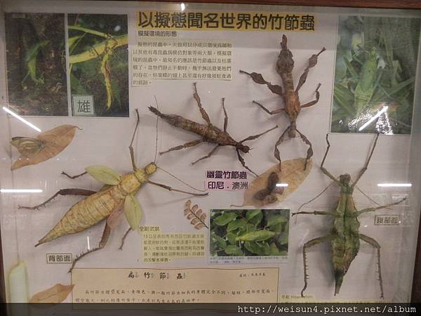 桃源仙谷_DSCN4783_竹節蟲 桃源仙谷_DSCN4783_竹節蟲