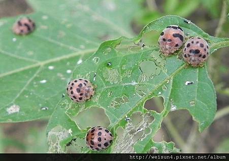 昆蟲綱_鞘翅目_瓢蟲科_茄二十八星瓢蟲_苗栗-鹿廚坑_20130505 昆蟲綱_鞘翅目_瓢蟲科_茄二十八星瓢蟲_苗栗-鹿廚坑_20130505