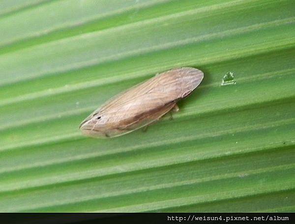 昆蟲綱_同翅目_葉蟬科_葉蟬_竹縣-九芎湖_20140316.JPG 昆蟲綱_同翅目_葉蟬科_葉蟬_竹縣-九芎湖_20140316.JPG