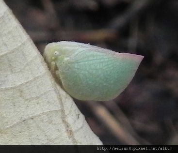 昆蟲綱_同翅目_蛾蠟蟬科_青蛾蠟蟬_苗縣-三義_20140629.JPG 昆蟲綱_同翅目_蛾蠟蟬科_青蛾蠟蟬_苗縣-三義_20140629.JPG