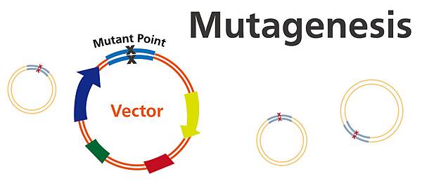 點突變基本介紹_v2-04