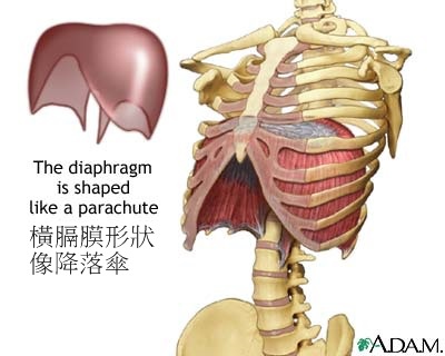 橫膈膜 橫膈膜