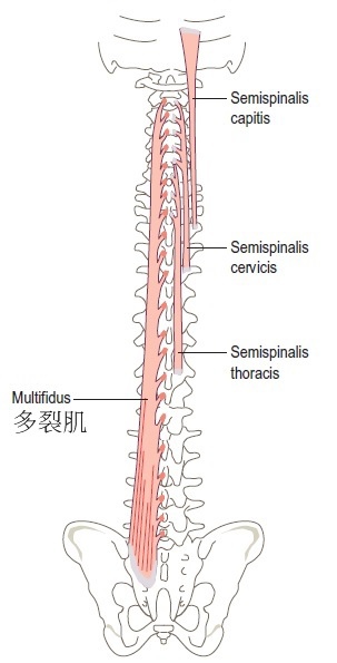 多裂肌