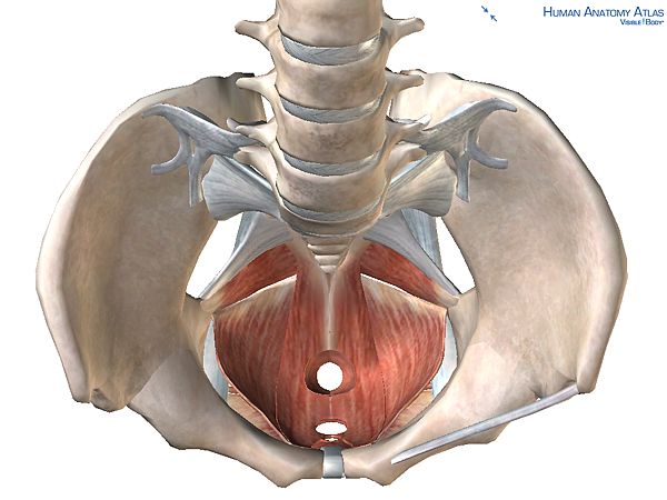 骨盆底肌