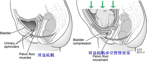 bladder-pelvic