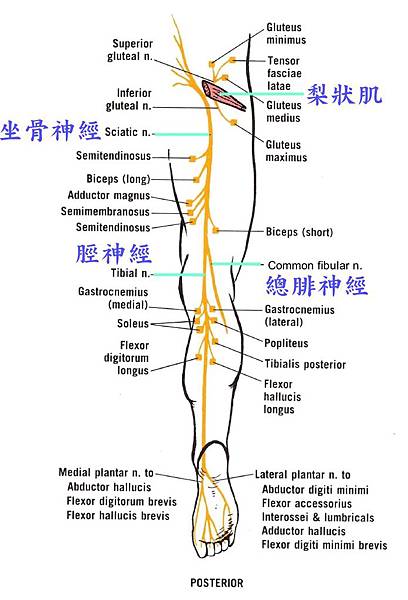 坐骨神經在哪裡