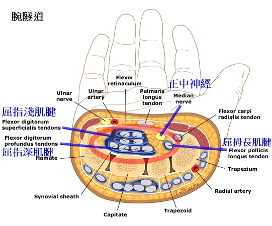 Cross_section_of_wrist