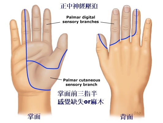 Median_sensory_territory