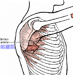 serratus