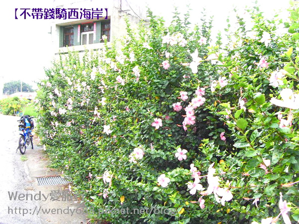 20090806梧棲到芳苑鄉11.jpg 20090806梧棲到芳苑鄉11.jpg