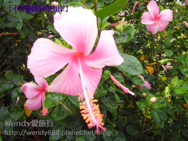 20090806梧棲到芳苑鄉12.jpg 20090806梧棲到芳苑鄉12.jpg