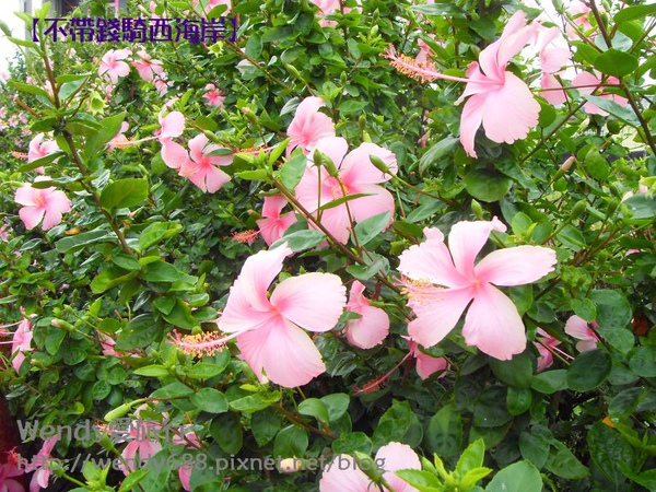 20090806梧棲到芳苑鄉18.jpg 20090806梧棲到芳苑鄉18.jpg