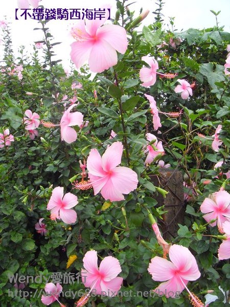 20090806梧棲到芳苑鄉21.jpg 20090806梧棲到芳苑鄉21.jpg