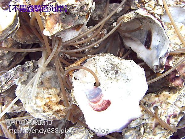 20090806梧棲到芳苑鄉77.jpg 20090806梧棲到芳苑鄉77.jpg