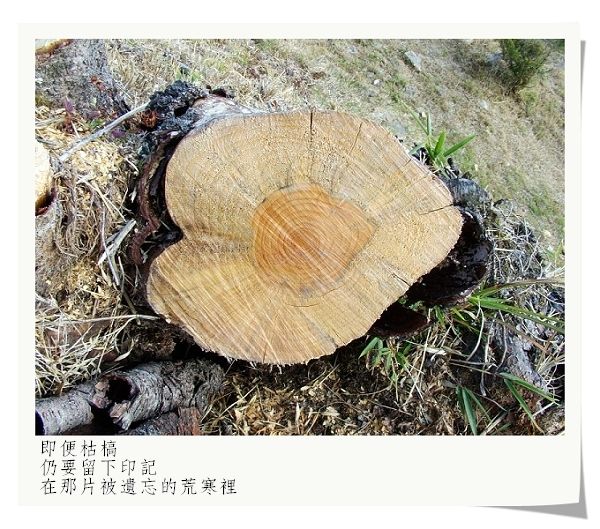 枯槁印記 枯槁印記