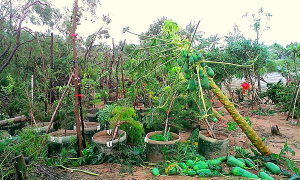 IMAG0113_1.jpg IMAG0113_1.jpg