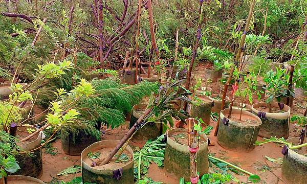 IMAG0118_1.jpg IMAG0118_1.jpg