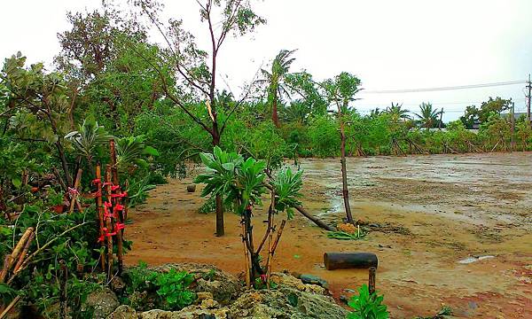 IMAG0127_1.jpg IMAG0127_1.jpg