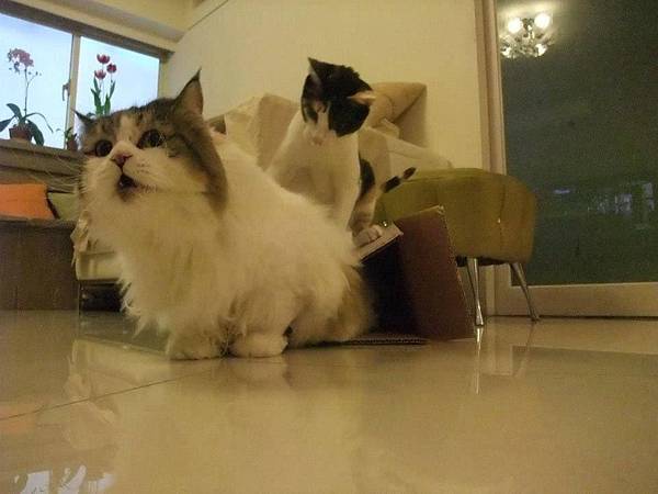 1013771_515237501862861_173928026_n